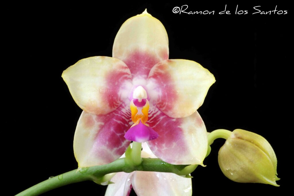 Phal. Gold Country's Mark 'Pacific Sunset'