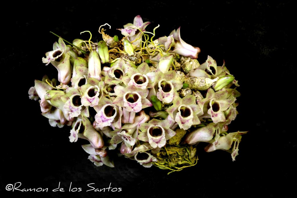 Den. hekouense 'Anitchka'