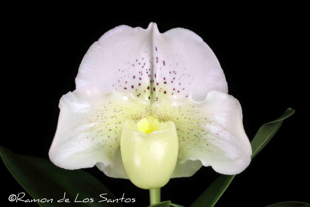 Paph. Hilo Moon '#8'