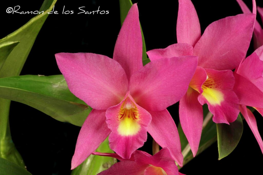 Lc. Maraca 'Grass Valley'