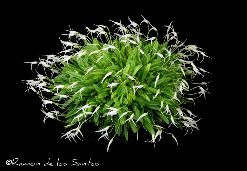 Masd. minuta 'Kristen P'