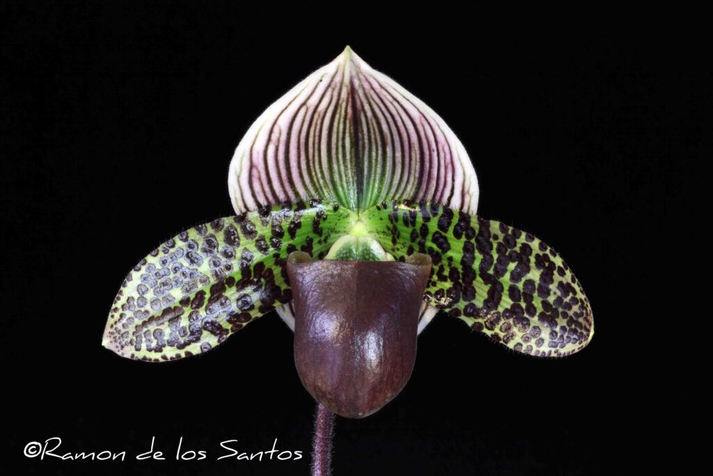 Paph. Dot's Wonder 'Brunello'