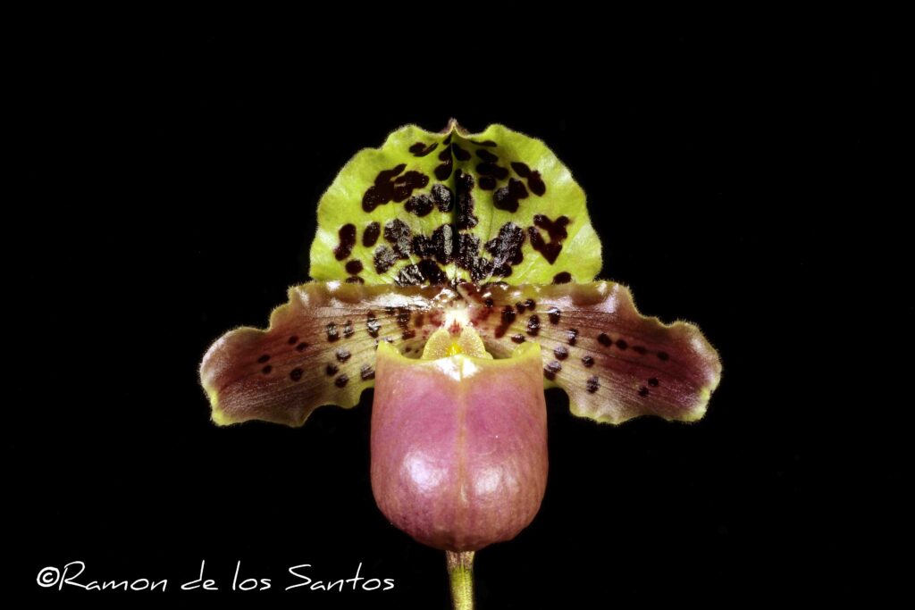 Paph. henryanum 'Barbera'