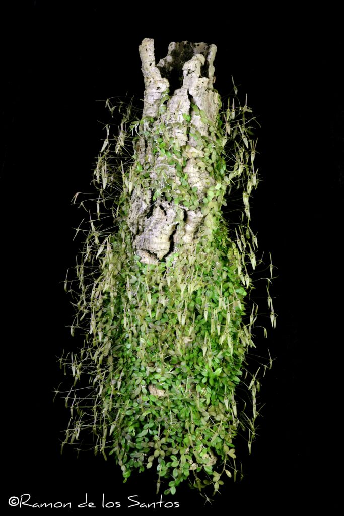 Bar. dusenii 'Chandra P'