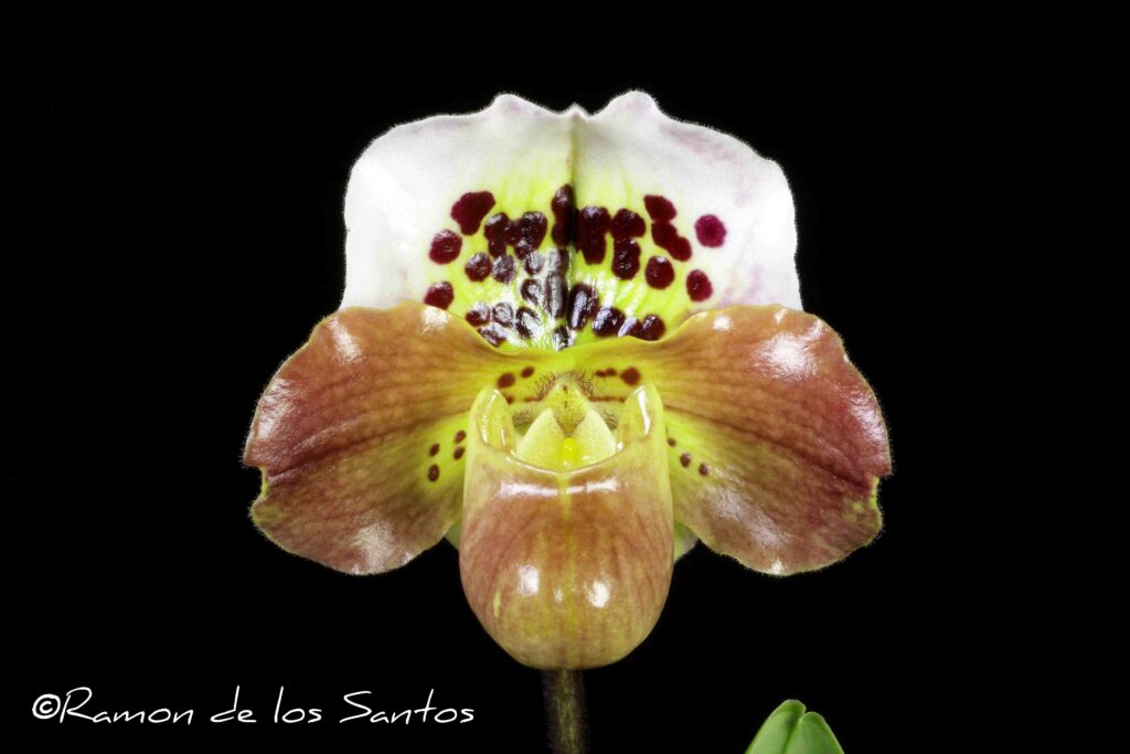 Paph. Oolong Rainbow 'Auslese'