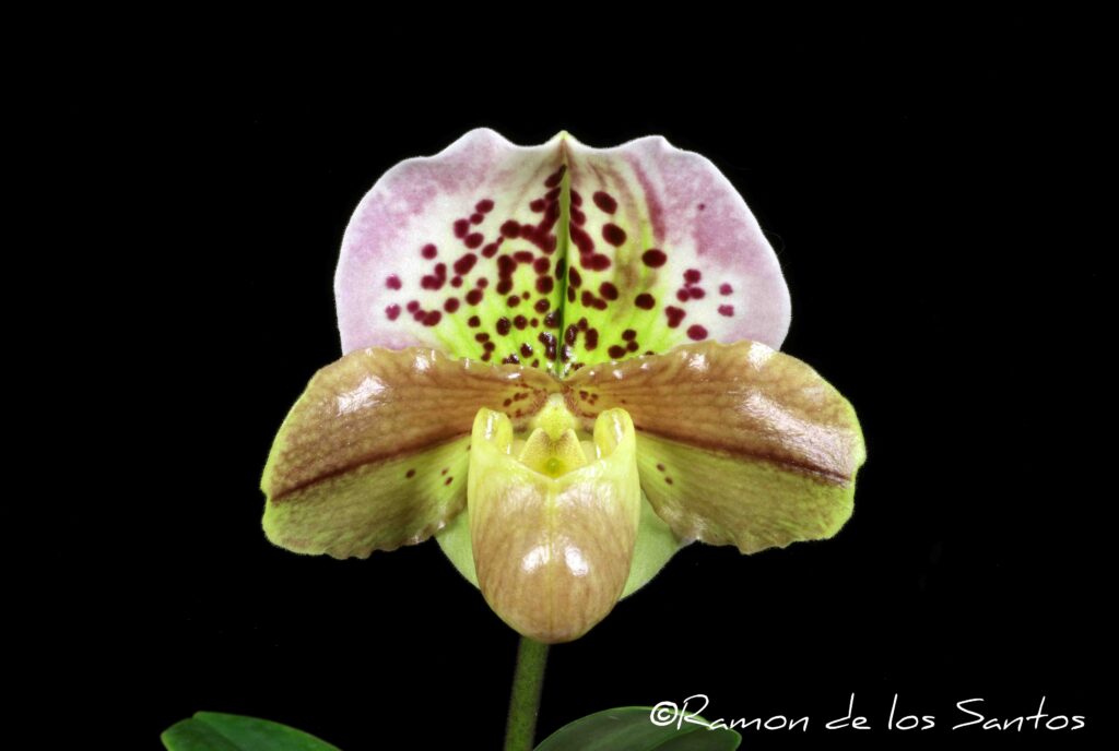 Paph. Oolong Rainbow 'Chardonnay'