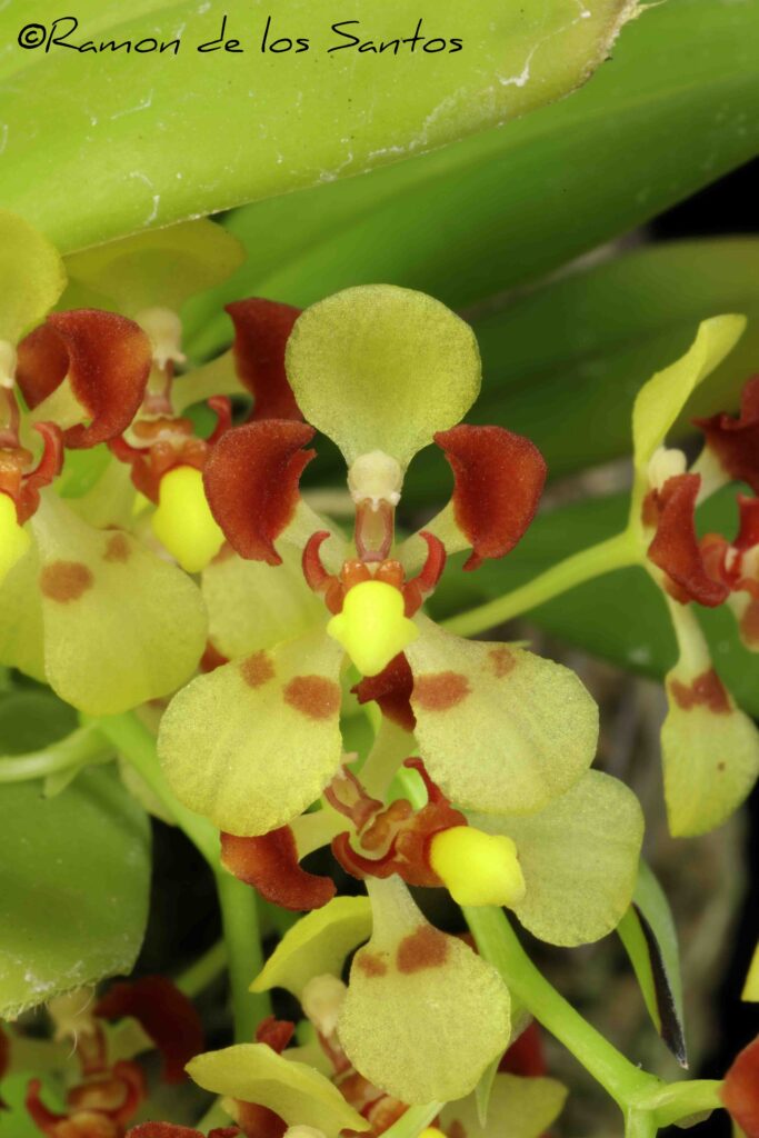 Gom. colorata 'Jack'