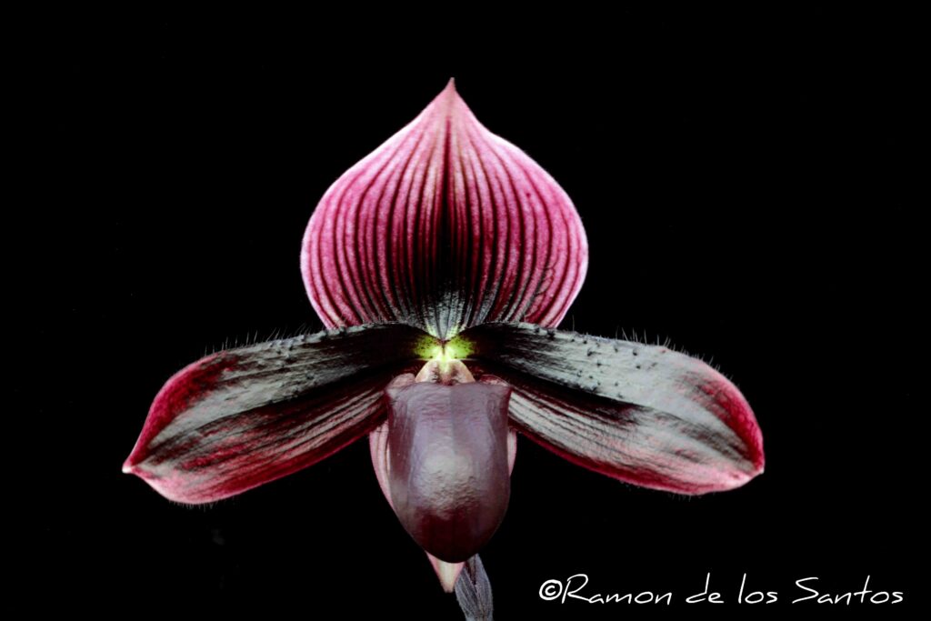 Paph. Blackjack 'Alicante'
