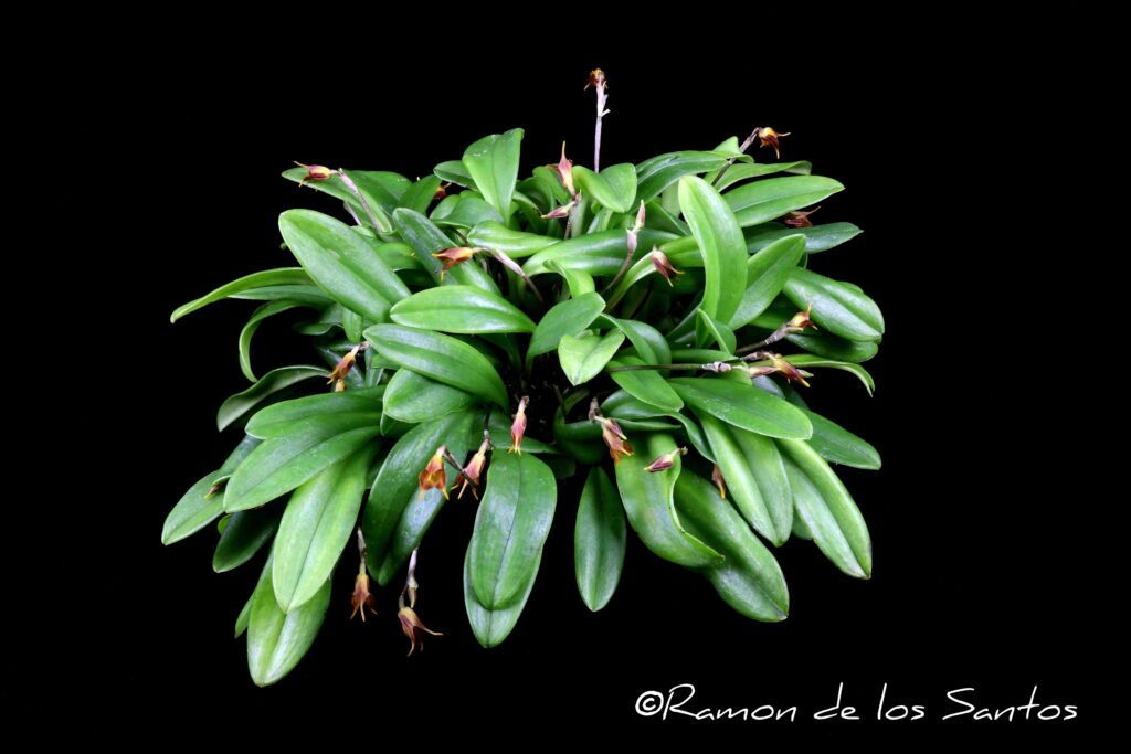 Masd. menatoi 'Goodstuff'