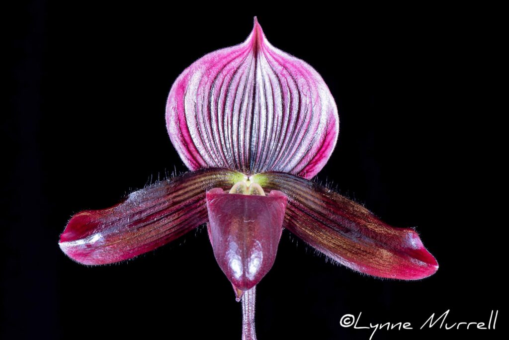 Paph. Mini Vini 'Piccolo'