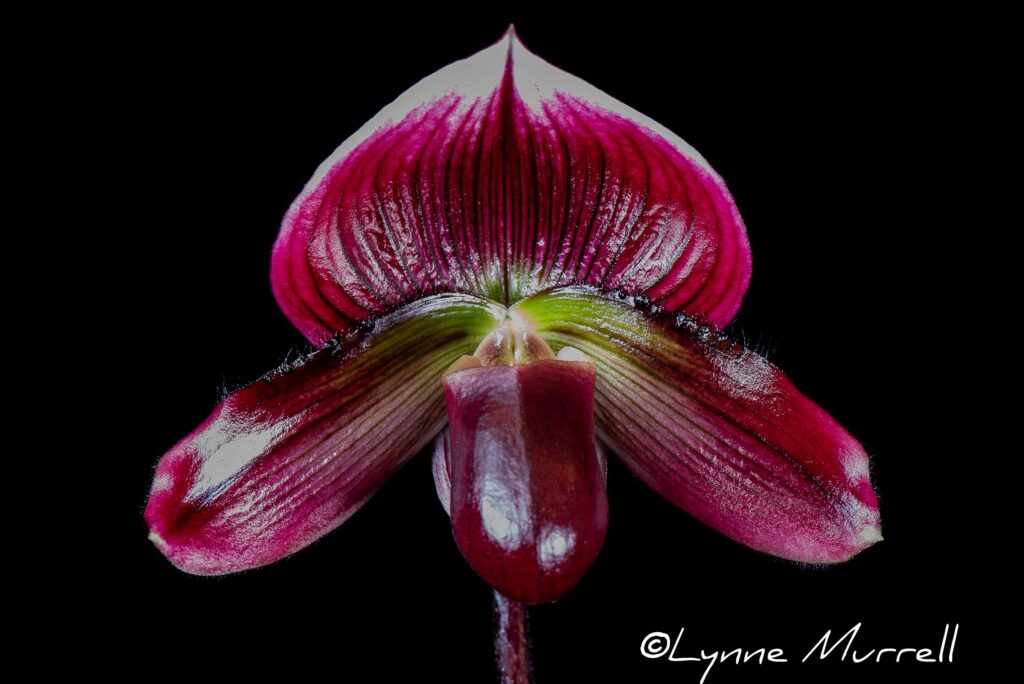 Paph. Hawaiian Ruby 'Barolo'