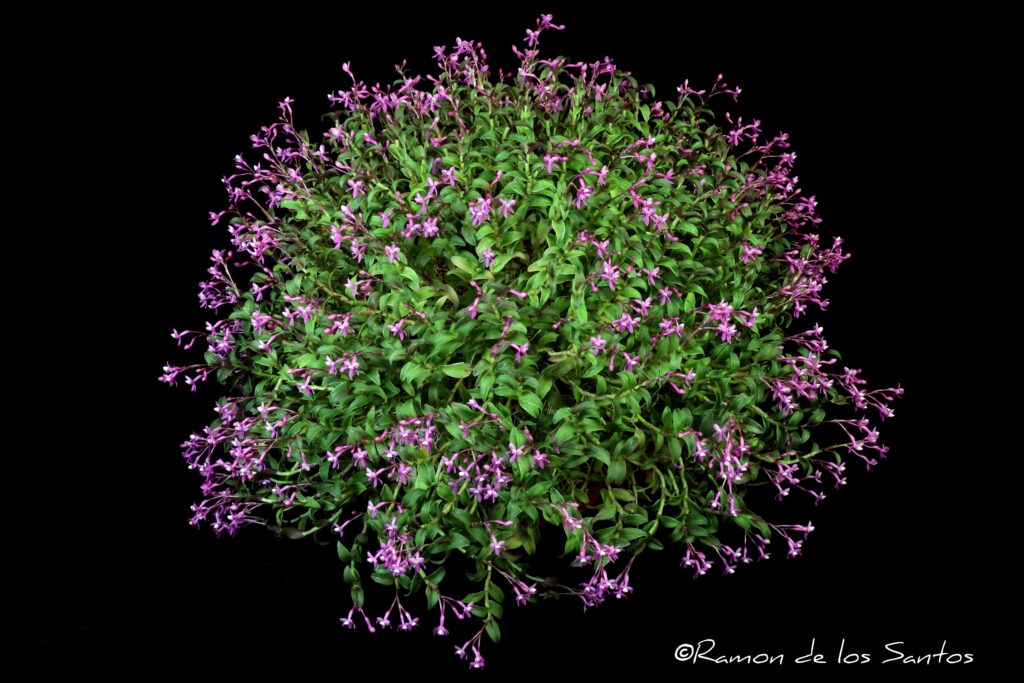 Epi. quisayanum 'Memoria Ginny Morand'