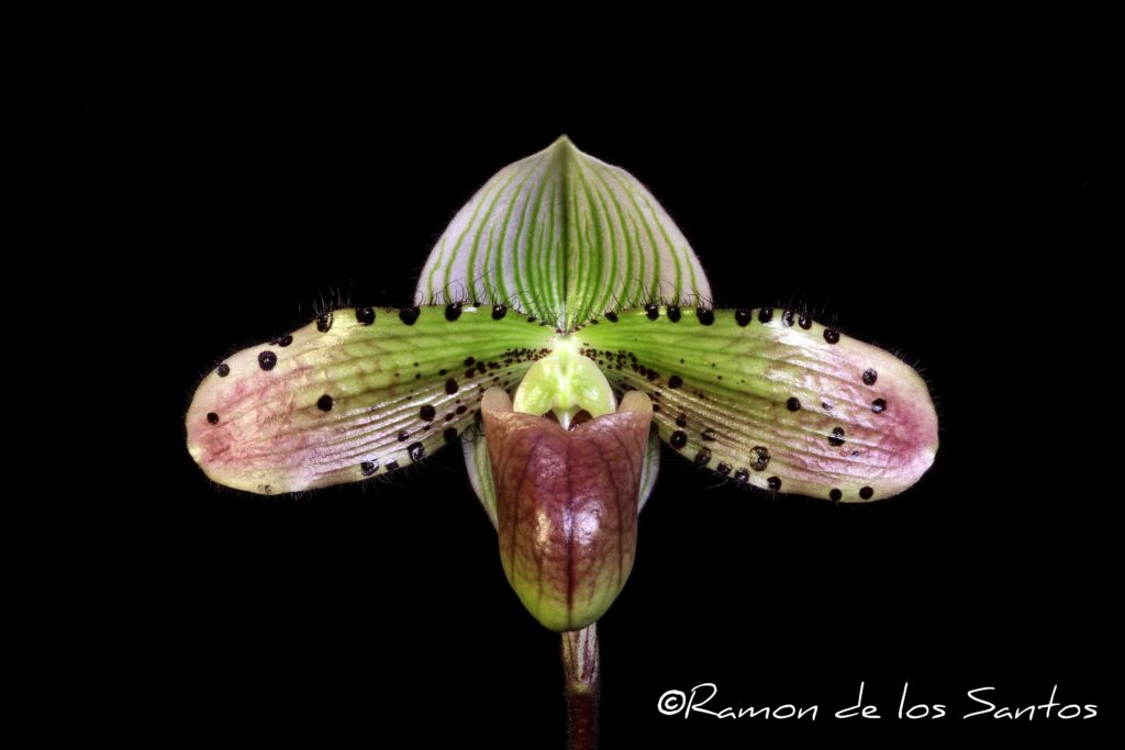 Paph. Seeing Spots 'Chardonnay'