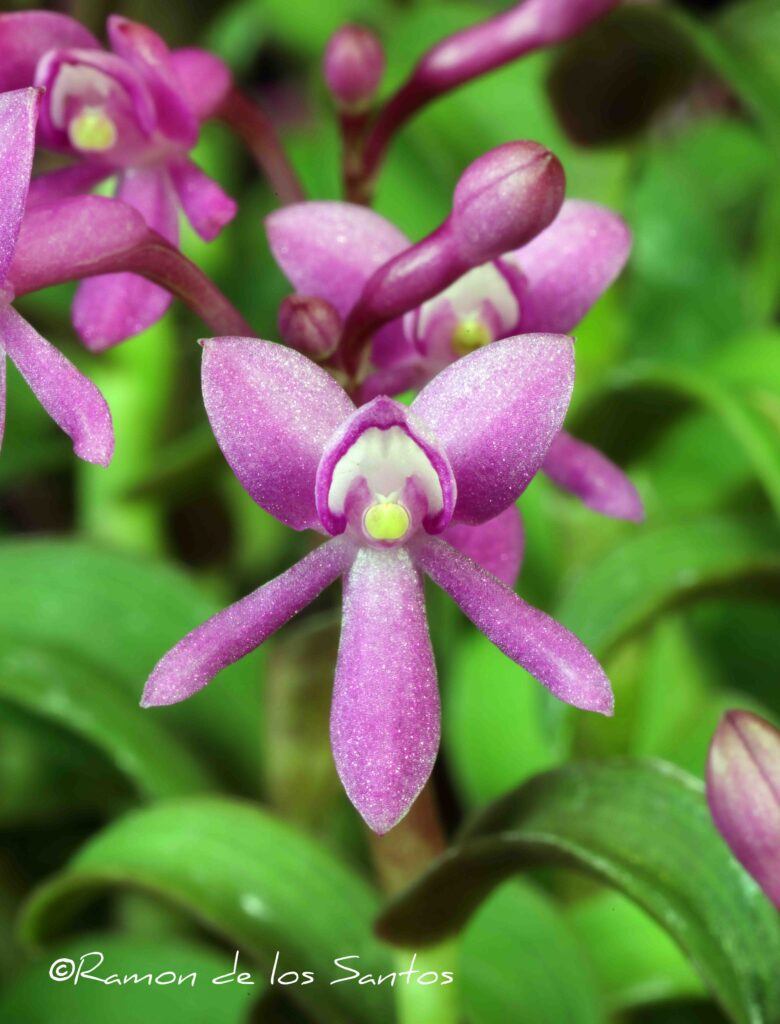 Epi. quisayanum 'Memoria Ginny Morand'