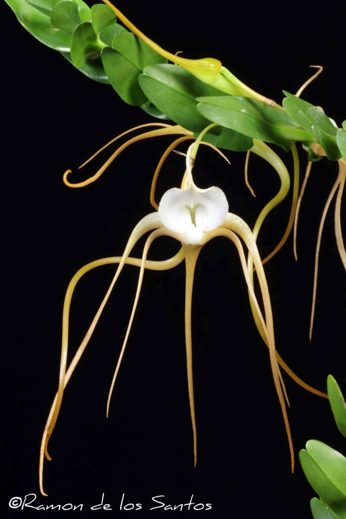 Angcm. conchoglossum 'GoodStuff'