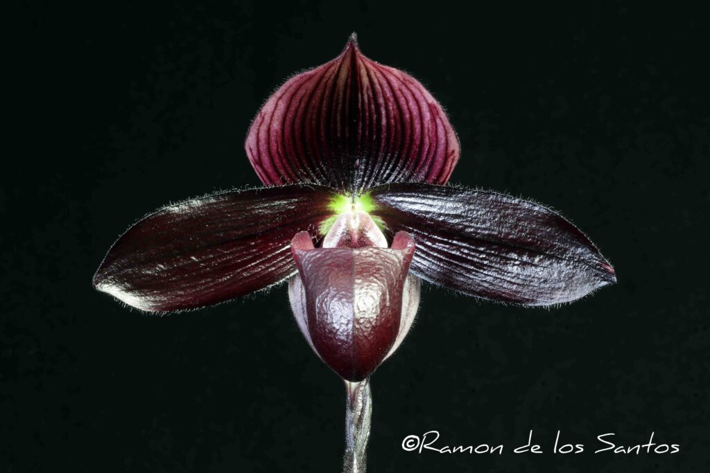Paph. Painted Petula 'Alicante'