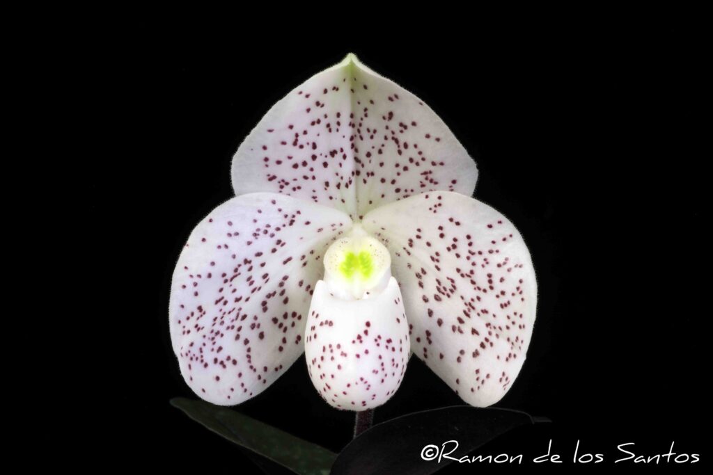 Paph. Guizela Utz 'Piccolo'