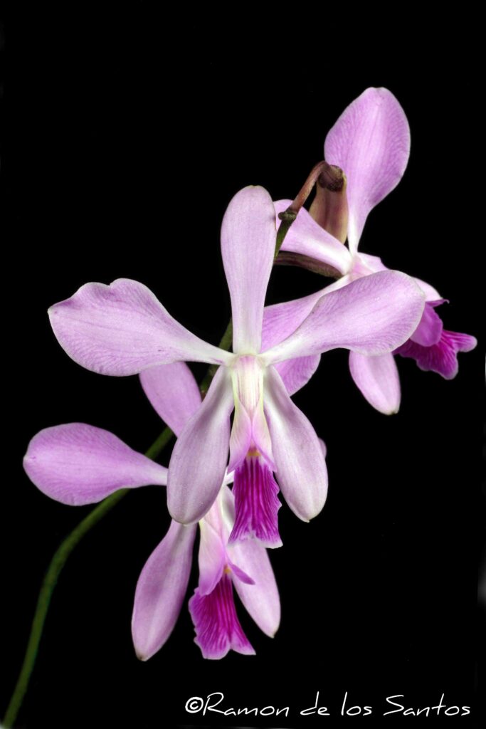 Enc. jenischiana 'Sasha'