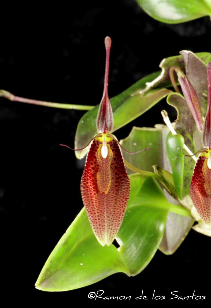 Rstp. sanguinea 'Grieg Warner'