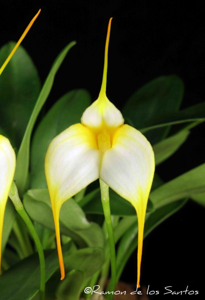 Masd. Mary Staal 'Rising Moon'