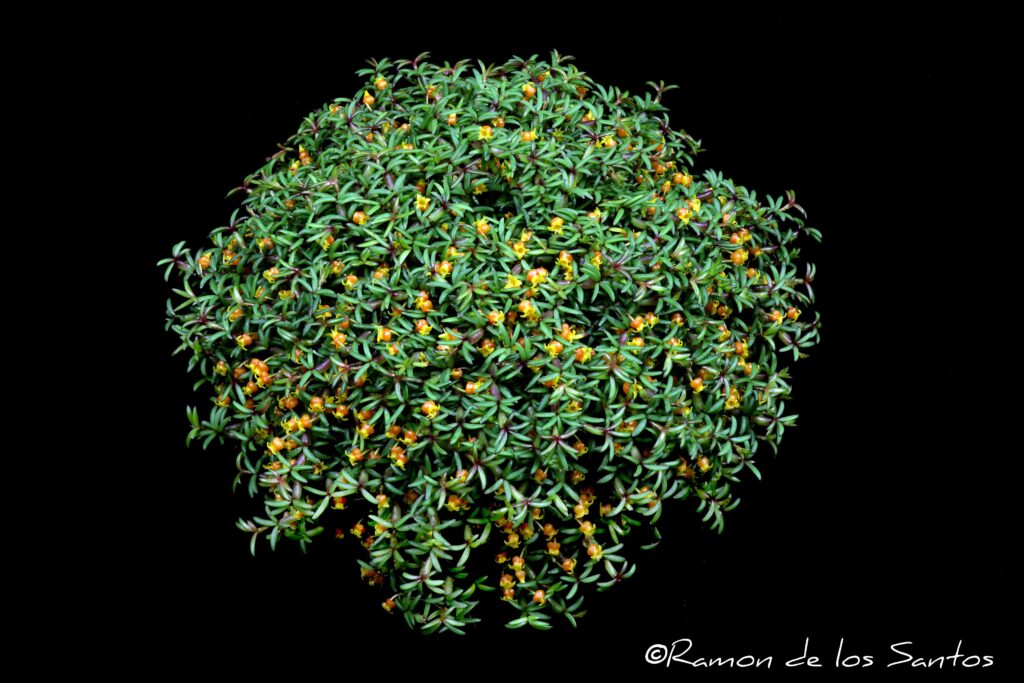 Med. decoratum 'Sweet Sasha'