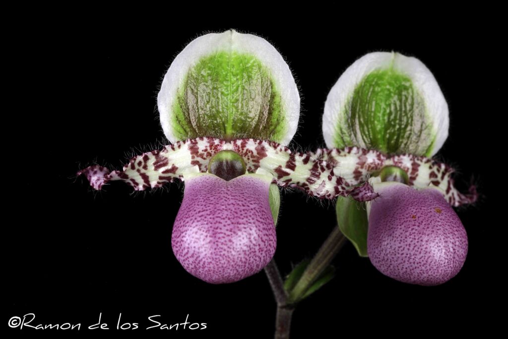 Paph. liemianum 'Anitchka'