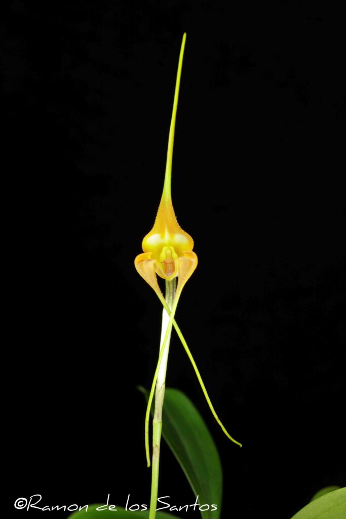 Masd. norops 'Cleopatra'