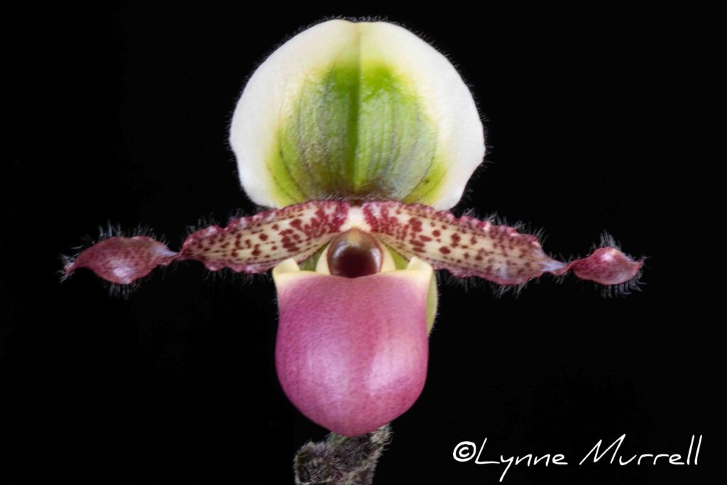 Paph. Technicolor Paradise 'Alsace'