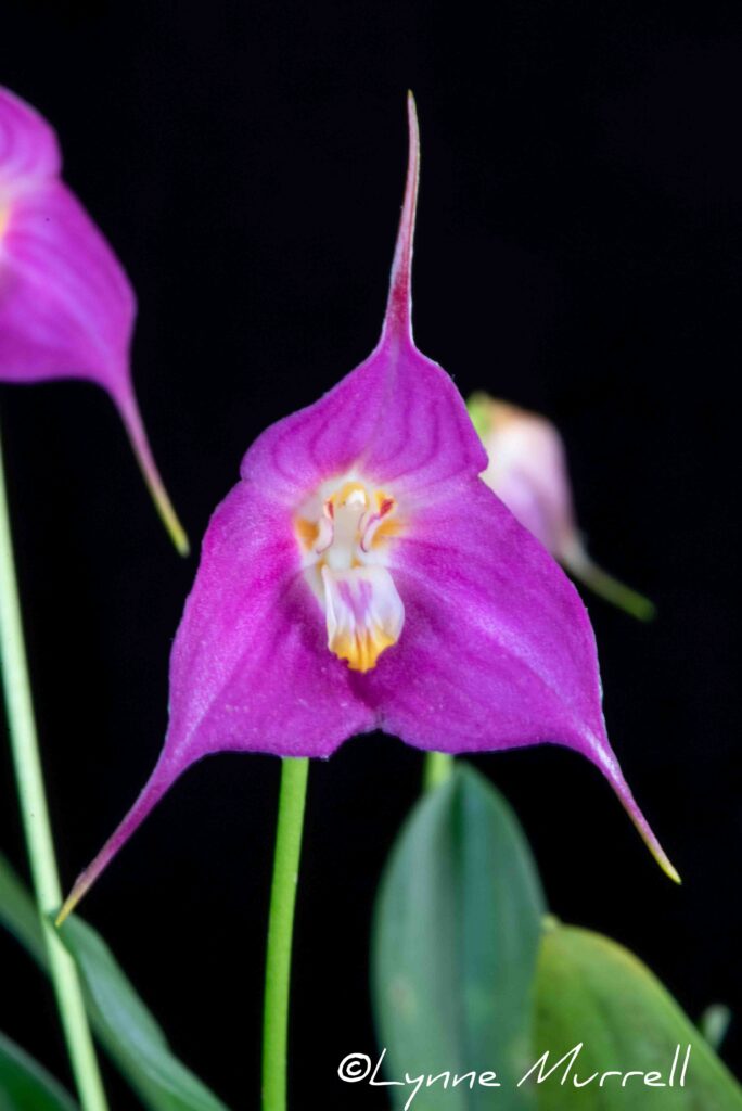 Drvla. Blue Boy 'Freya'