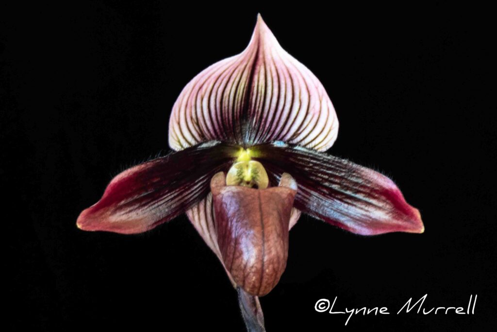 Paph. Midnight Special 'Tawny'