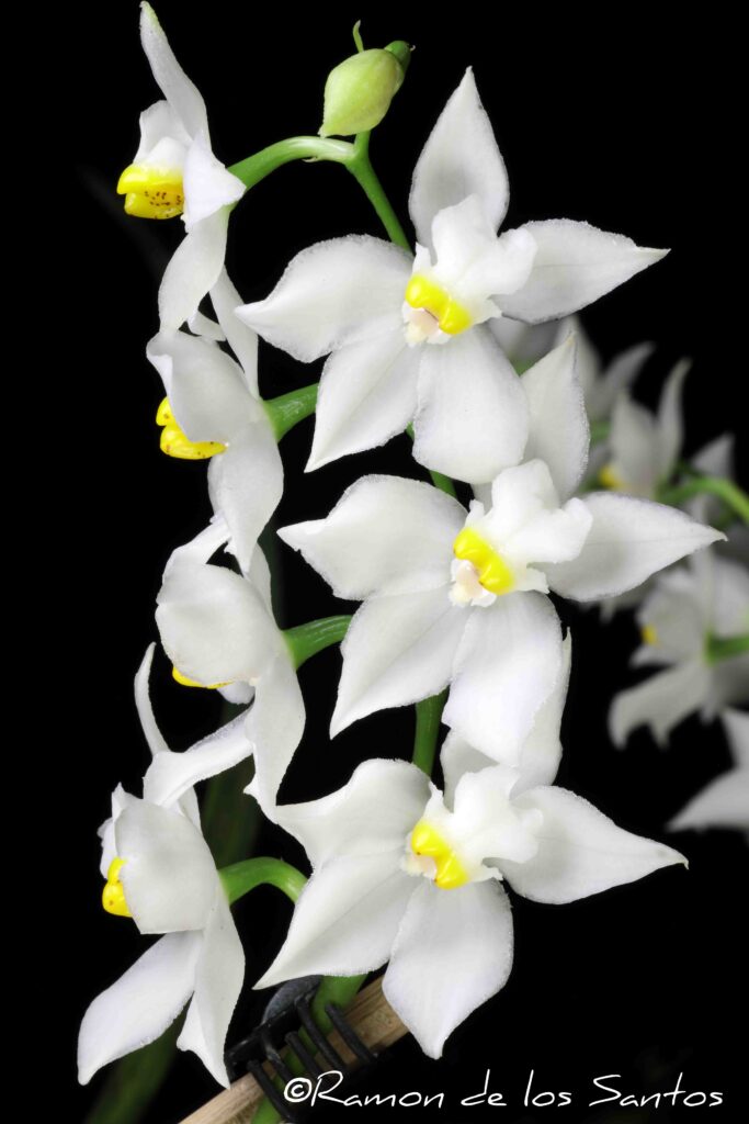 Cu. pulchella 'Mothra'