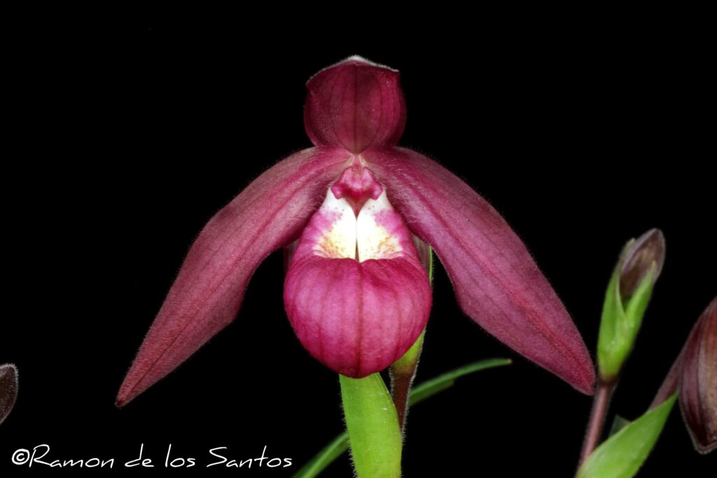 Phrag. Darlene Thompson 'Thanks Dave'