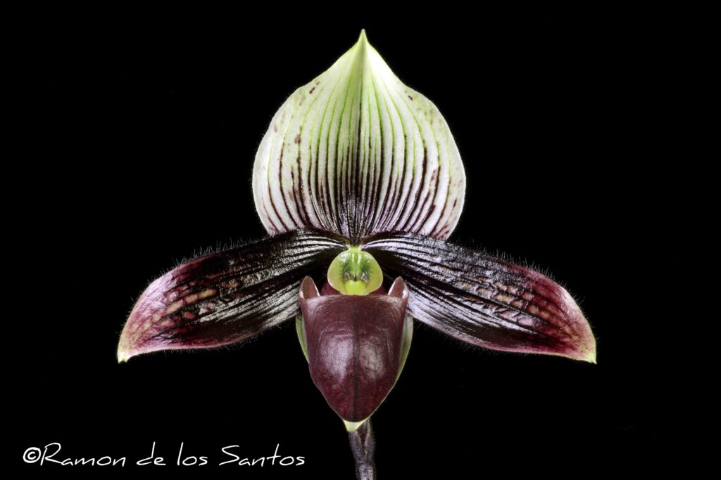 Paph. Contrasting Fantasy 'Primero'