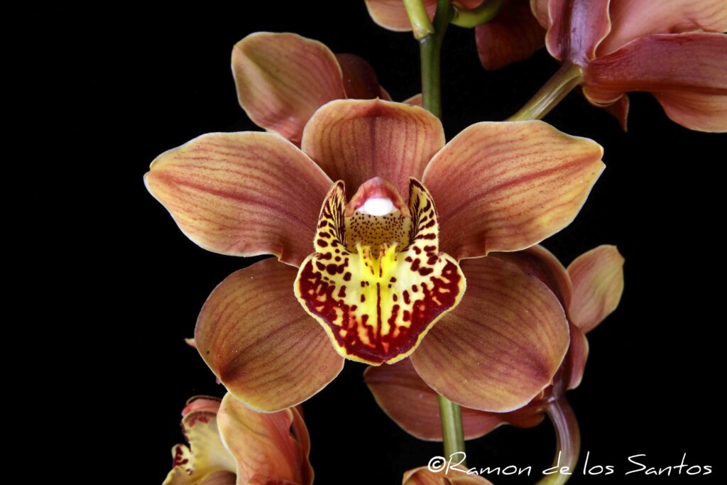 Cym. Karen Sporer 'NH'