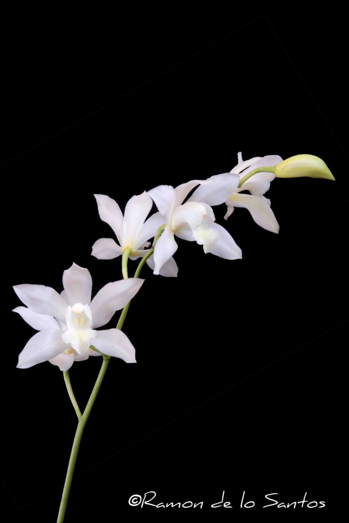 Cym. insigne 'Geyserland'