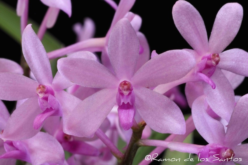 Vdcy. Sheng Yi Dreamy Girl 'J and C Beauty'