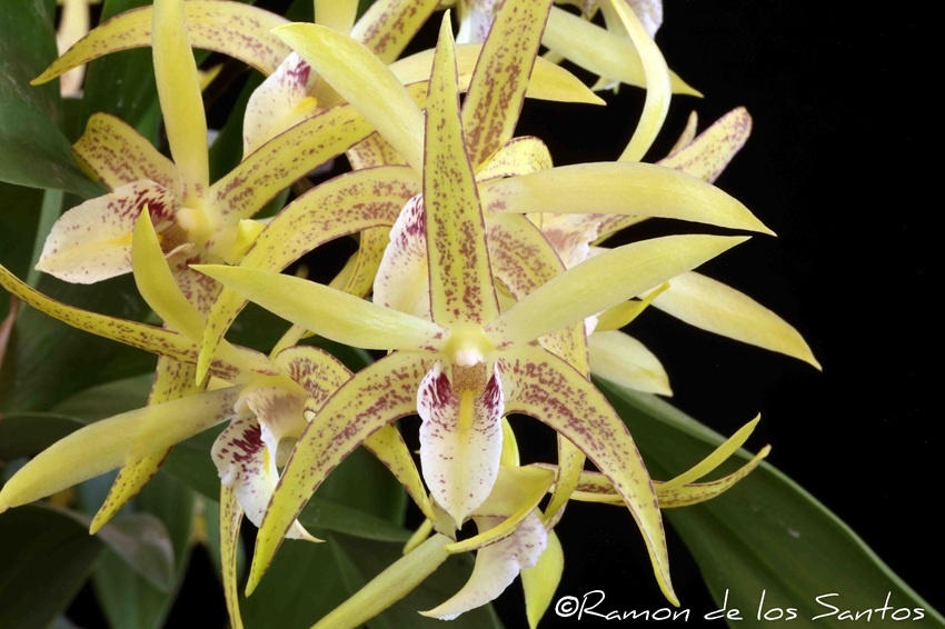 Den. Regal Vista 'Jacque'