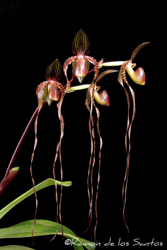 Paph. Yang-Ji  Hawk 'Love Lies Bleeding'