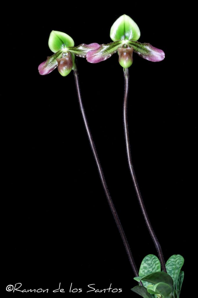 Paph. Xanthophyllum 'Alsace'
