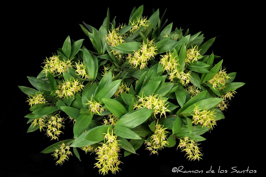 Den. Warrior Vista 'Dancing Queen'