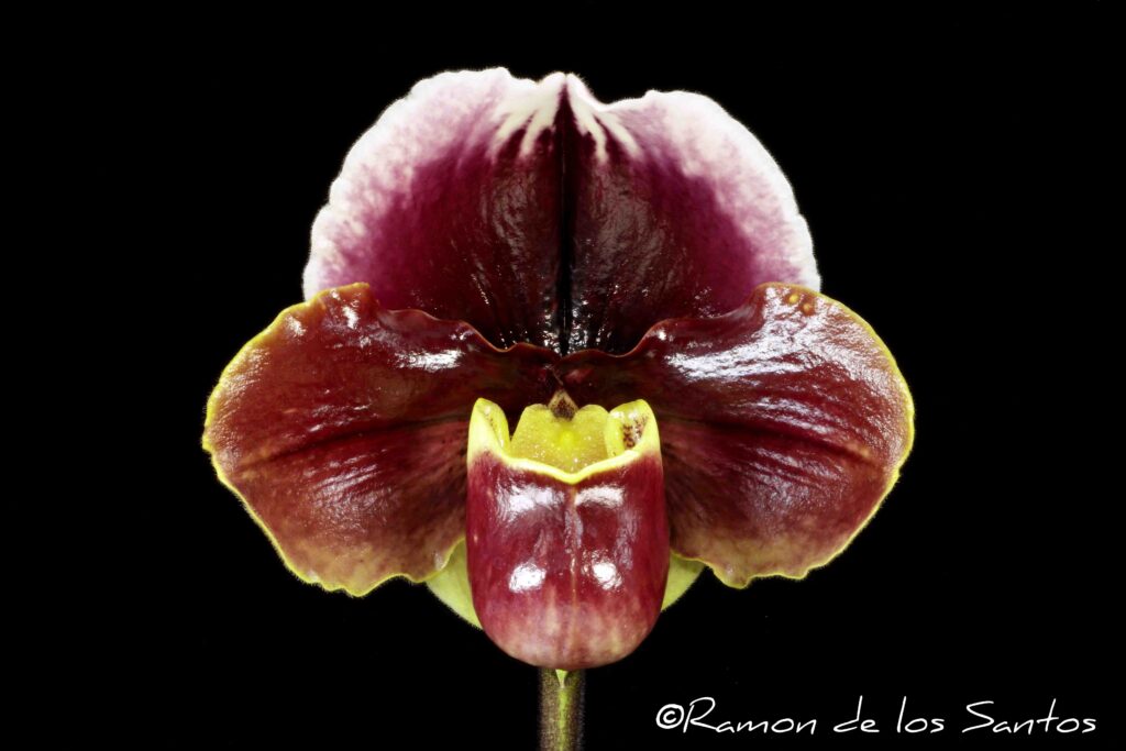 Paph. Jersey Sunrise 'Zinfandel'