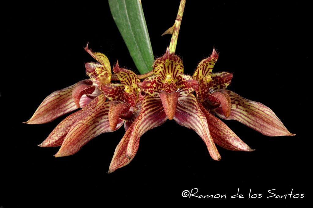 Bulb. Meen Poison Raspberry 'Survivor'