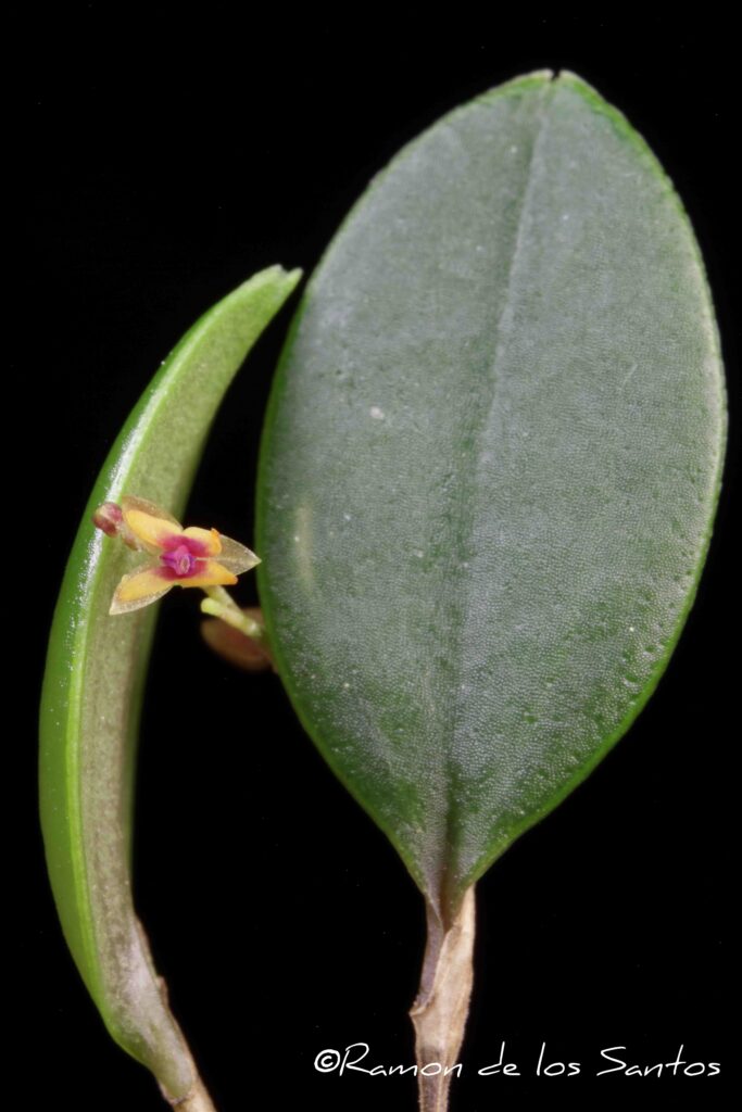 Lths. eros 'Small Fry'