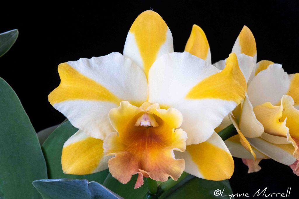 Rth. Nell Hammer 'STK'