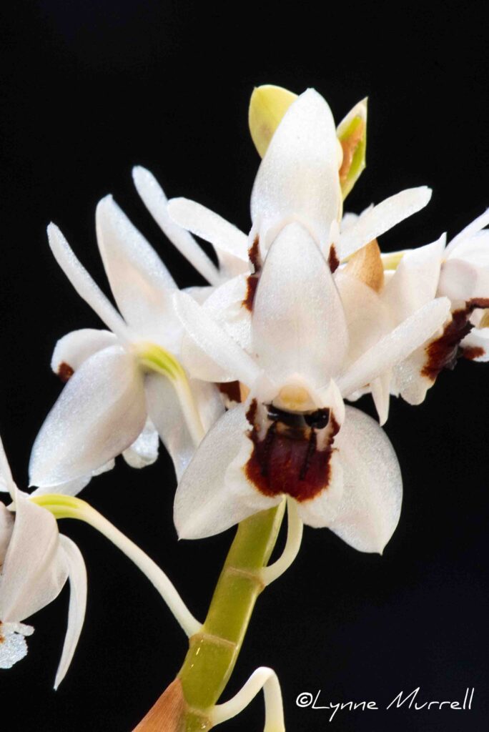 Cal. pulchella 'Cleopatra'