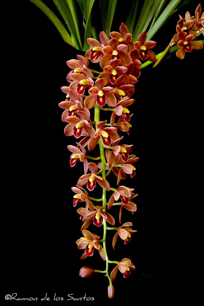 Cym. Ruby Rain 'Prestige'