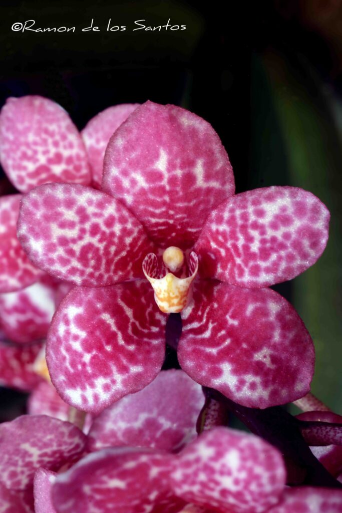 Sarc. Susie 'Rosie'