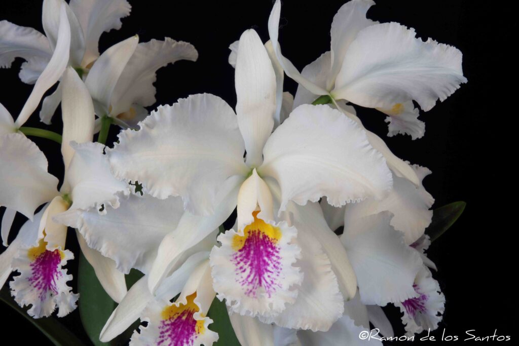 C. mossiae 'Simplicity'