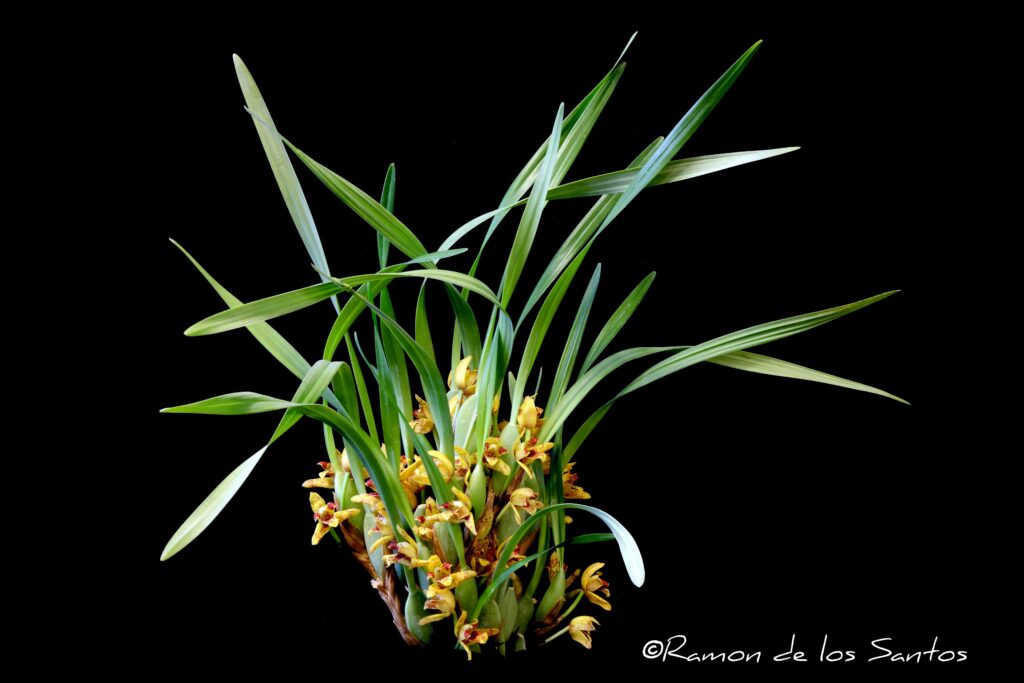 Max. Memoria Ben Berliner 'Yellow Cape'
