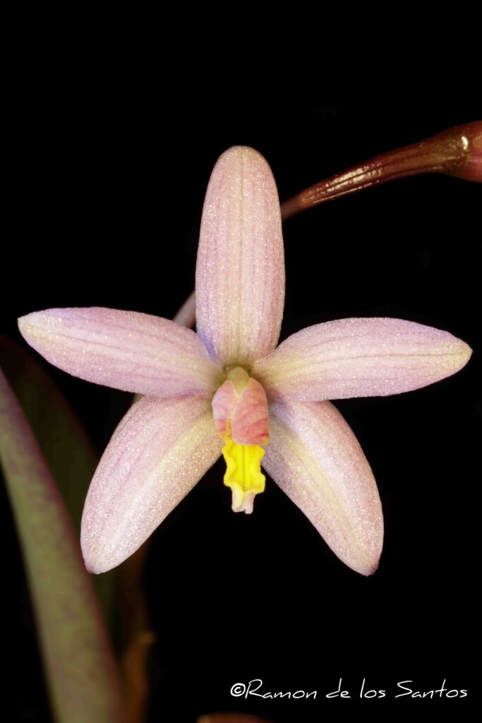 C. reginae 'Bug'
